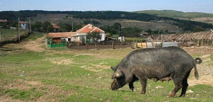 Нашествие на диви прасета в сатовчанското село Жижево