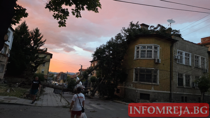 Невиждана буря с ураганен вятър изкорени огромни дървета в Кюстендил! Кметът: Необходими са доброволци