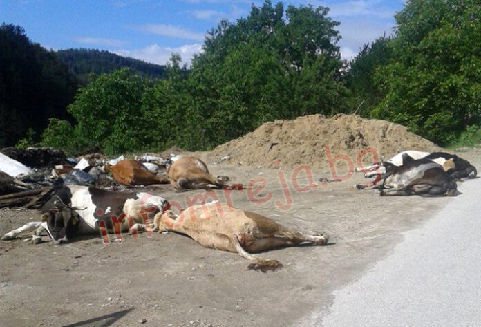 Нодуларният дерматит покоси десетки крави в Рибново