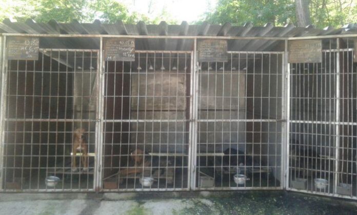 Община Дупница започва изпълнение на предписанията от ОДБХ в приюта за кучета