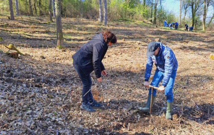 Община Кюстендил възстановява боровата гора в „Хисарлъка“