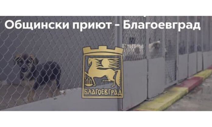 Общинският приют за безстопанствени животни в Благоевград търси ветеринар