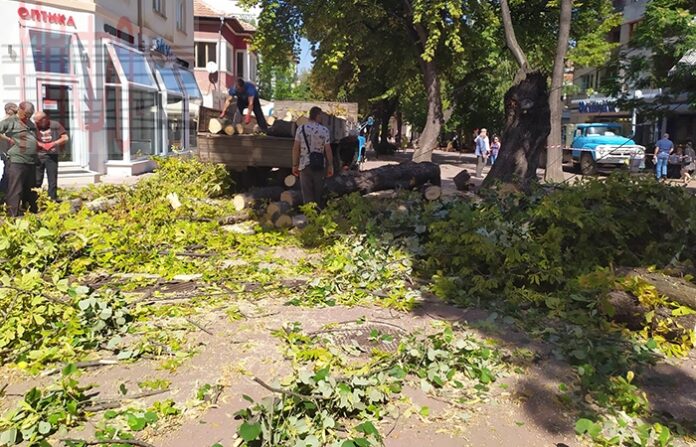 Огромно дърво падна на алеята в Кюстендил