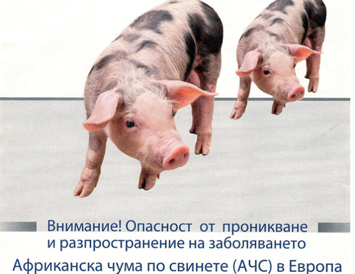 Още една индустриална ферма е с чума във Велико Търново