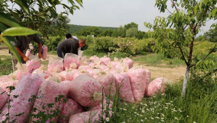 От 1 октомври стартира приемът в подкрепа на розопроизводителите