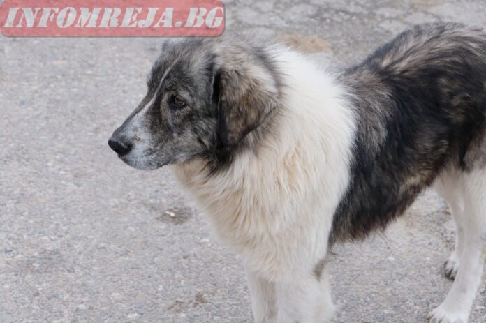 От началото на годината: Съставиха 186 акта на собственици на кучета в София