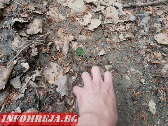 От следите на мечка до кафявия път на журналистиката