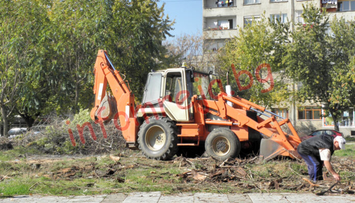 Отрязаха шест умъртвени дървета в Благоевград