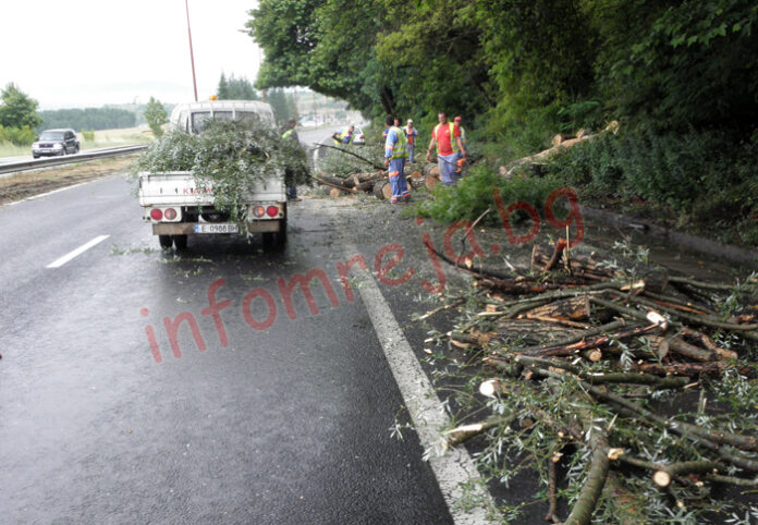 Паднала върба затрудни движението по Е-79