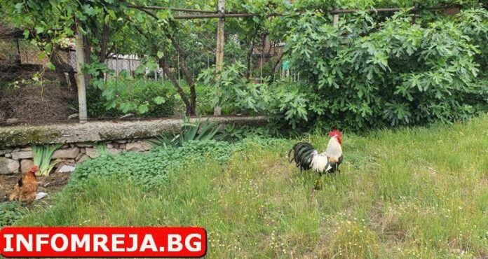Петричанин стреля по кокошките на свой роднина