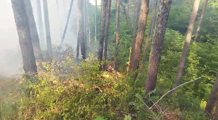 Пламна гората над Палатово