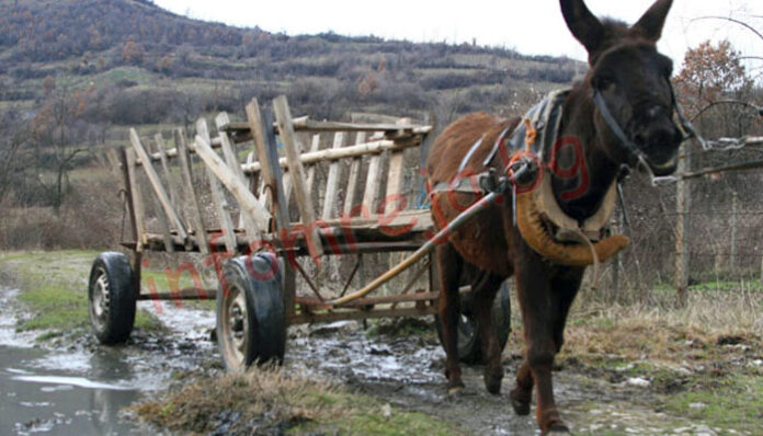 Подплашен кон изхвърли стопанина си от каруцата
