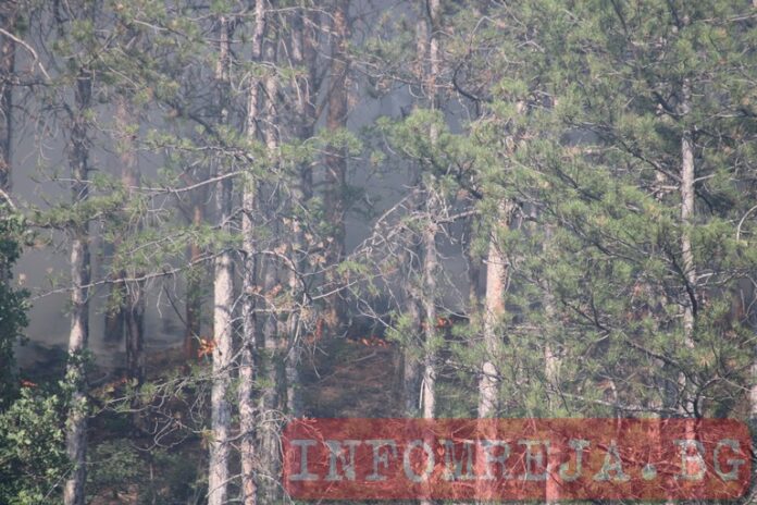 Пожарът в Долно село обхвана над 220 декара суха растителност