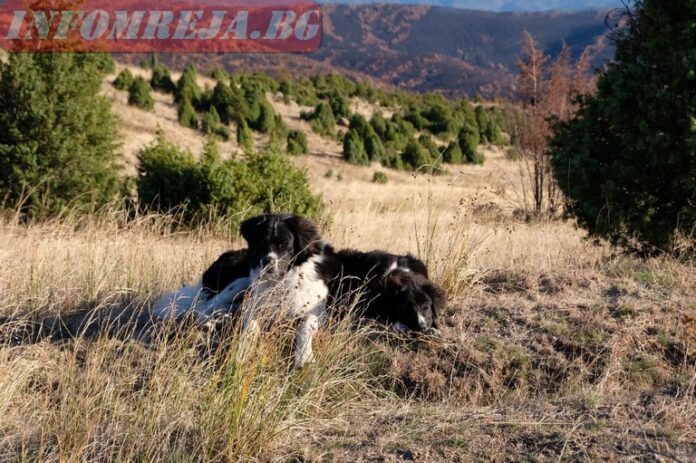 Полицаи намериха откраднати кучета