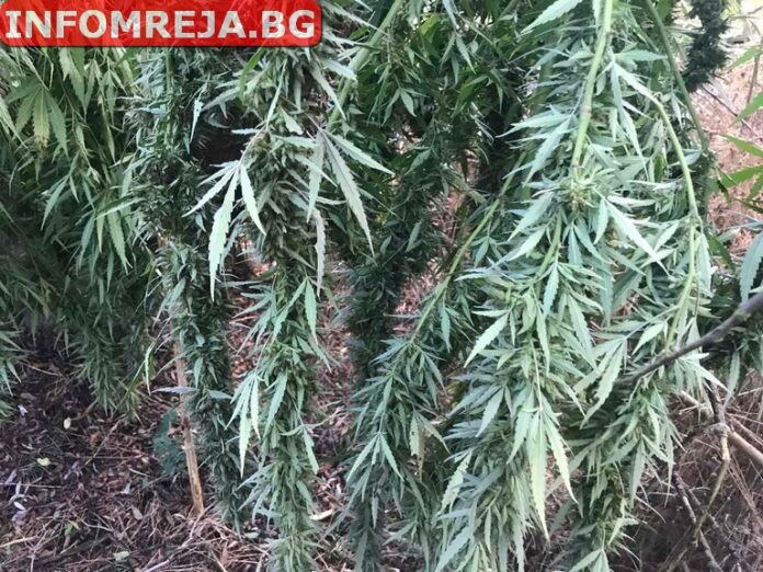 Полицаи от Петрич откриха ниви с канабис
