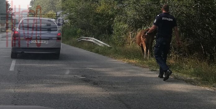 Полицаите се превърнаха в пастири на Предел