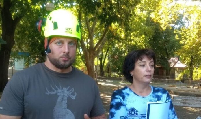Правят санитарна експертиза на чинарите в Кюстендил