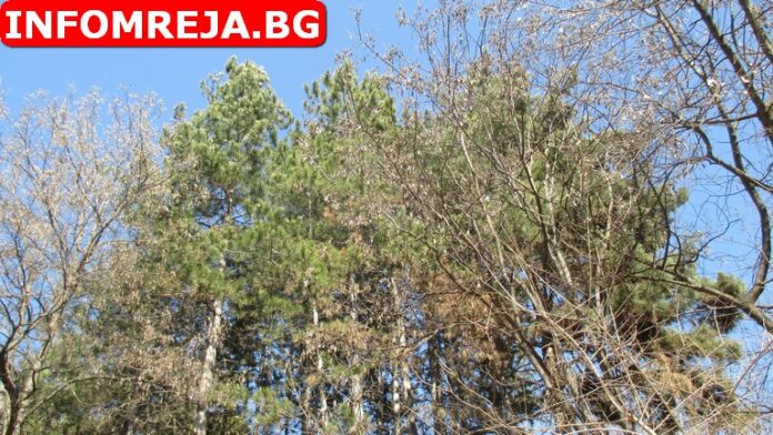 Преди обяд ще бъде слънчево