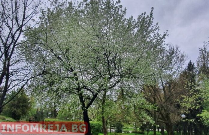 Преди обяд времето ще е слънчево