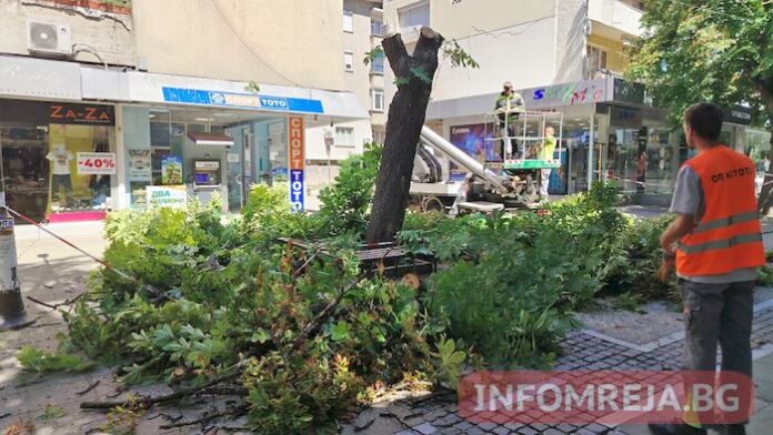 Премахват цялото дърво