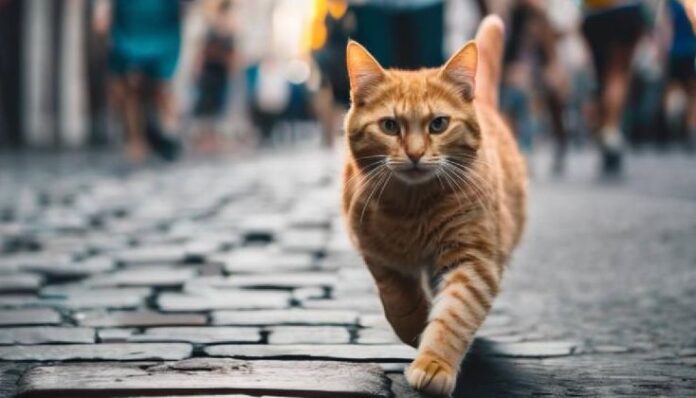 Япония издирва ... котка!