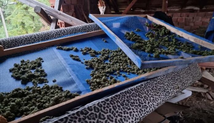 Разбиха наркооранжерия с канабис в Крайници