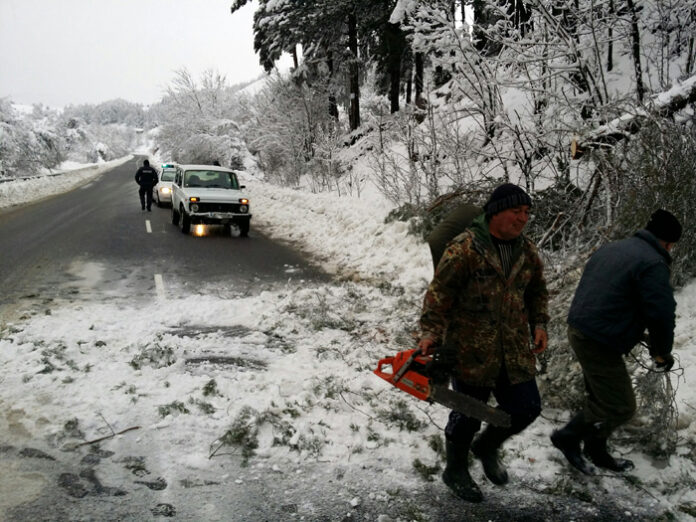Разчистват паднали дървета