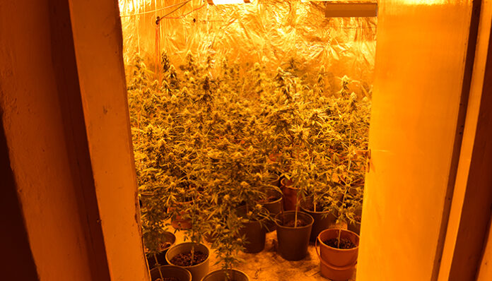 Разкриха оранжерия за канабис в Старозагорско