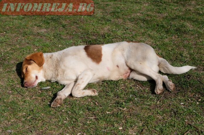 С отровна кайма са били умъртвени десетки кучета и котки в Бобов дол