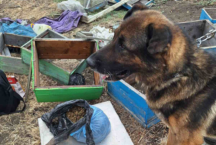 С помощта на кучето Бим: Иззеха килограм сух канабис от карнобатско село