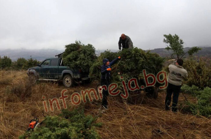 Само за няколко часа бойна група от Балдево набра хвойни