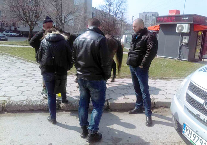 Санкционират дупничанин заради безстопанствени коне в ж.к. 