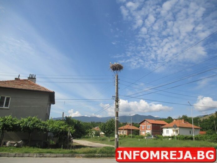 Щъркеловите гнезда в Баничан вече посрещат обитателите си
