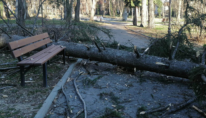 Силният вятър повали смърч в парка в Банско