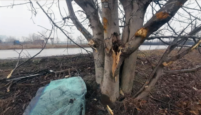 След удар в дърво загина 18-годишен младеж в Пловдивско