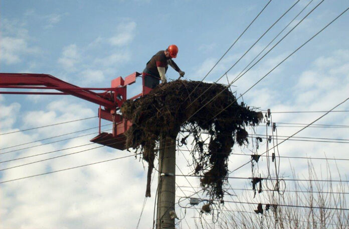 Спасиха над 80 щъркелови гнезда в Югозапада