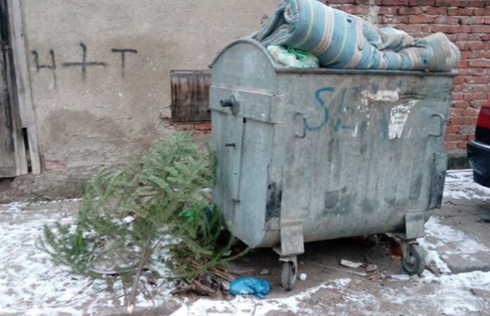 Съдбата на коледните елхи! Едни отиват за отопление на социално слаби