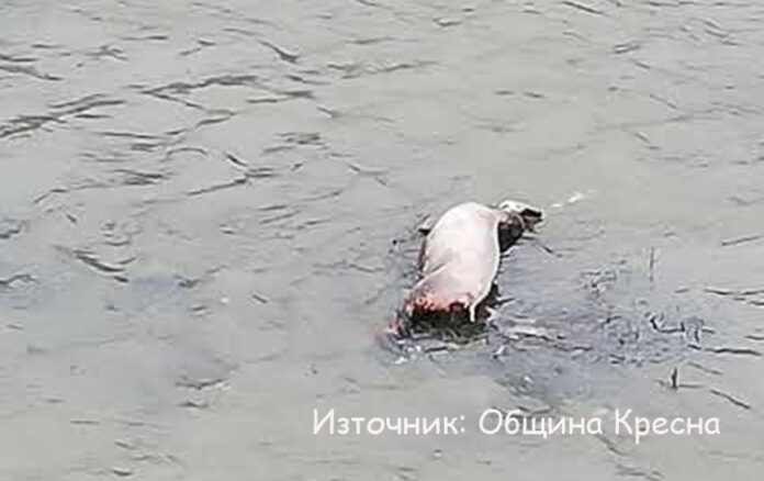 Труп на прасе в Кресна е положителен за чума