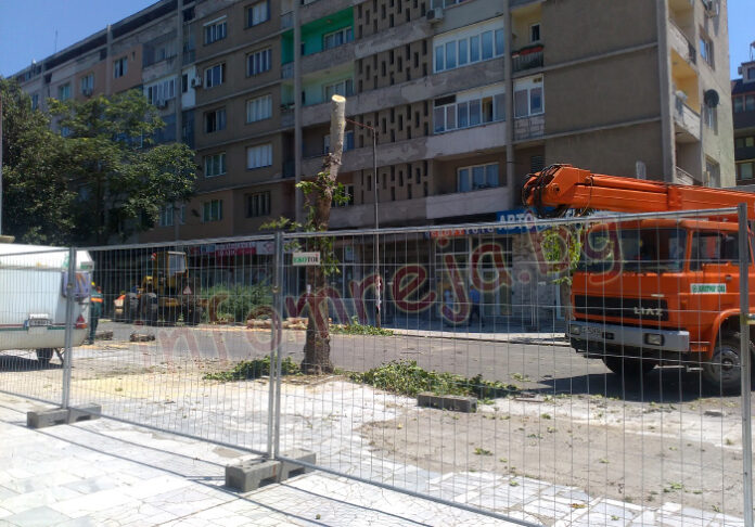Тръгна петиция за възстановяване на отсечените чинари в Благоевград (СНИМКИ)