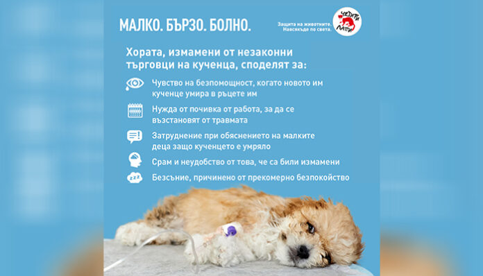 Търговията с бездомни кучета се развива най-добре у нас