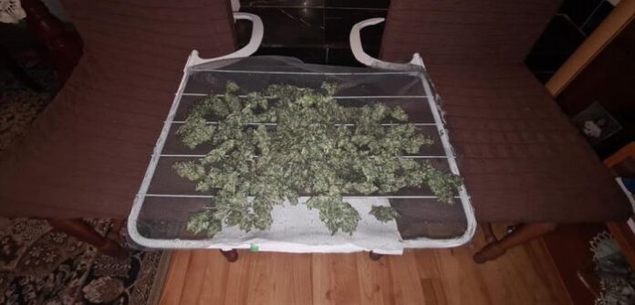 В Ловеч откриха домашна оранжерия за канабис