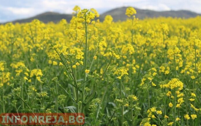 В Западна България валежите временно спират