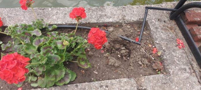 Вандали посегнаха на цветна алея в Разлог