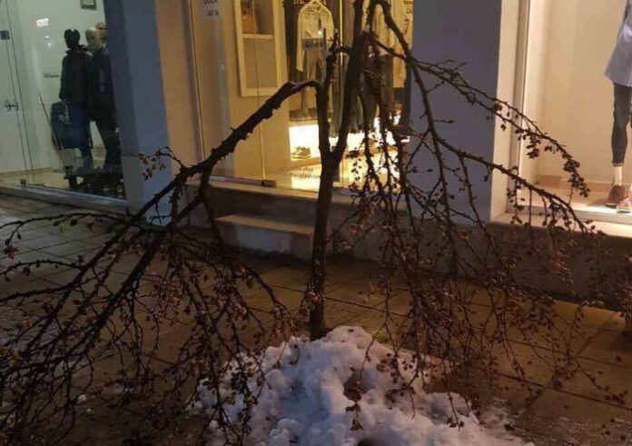 Вандали посегнаха за пореден път на младите дръвчета в центъра на Гоце Делчев