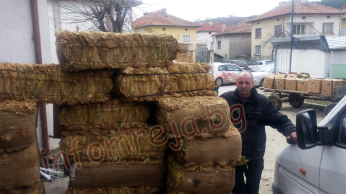 Всички фирми абдикираха от изкупната кампания на тютюна в Гоцеделчевско
