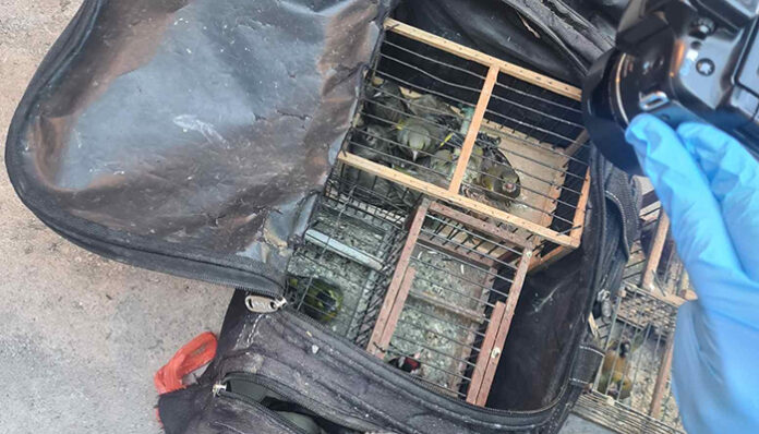 Задържаха търговец на пойни птици в София