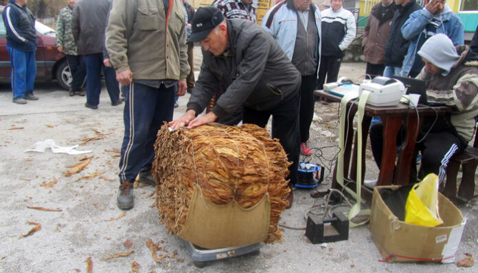 Започна изкупуването на тютюна