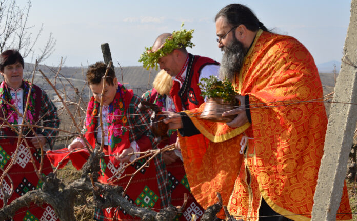 Зарязаха ритуално лозята край село Лозеница