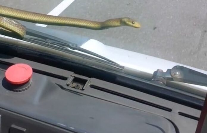 Змия шокира пътници на автобус! Изскочи пред очите на водача