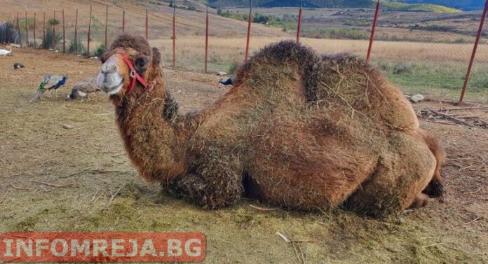 Зоологическата градина в Хаджидимово става все по-привлекателно място за децата